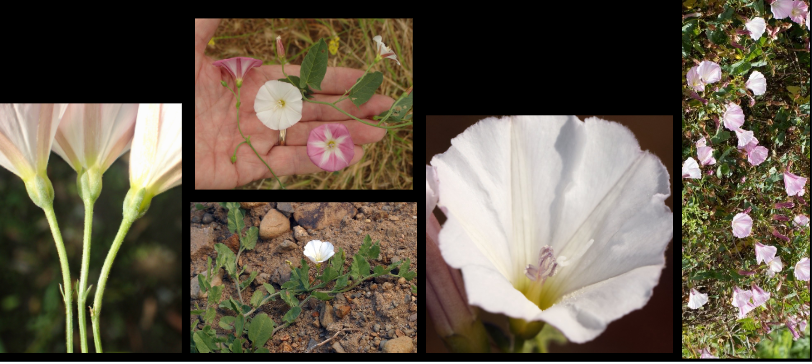 <p>Convolvulaceae</p>