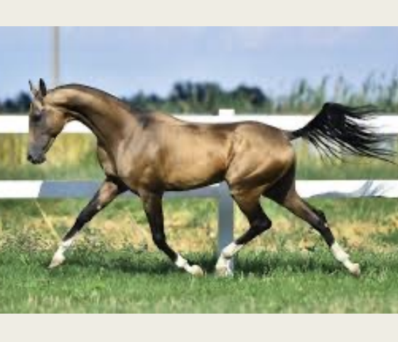 <p>Akhal Teke</p>