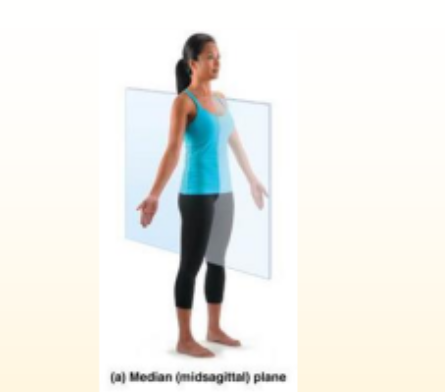 <p>exactly in middle, symmetrical</p>