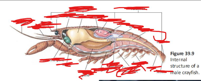 <p>• heart</p><p>• pericardial sac</p><p>• ostia</p><p>• gonads</p><p>• esophagus</p><p>• mouth</p><p>• digestive gland</p><p>• ventral nerve cord</p><p>• brain</p><p>• ganglia</p><p>• antennal glands</p><p></p>