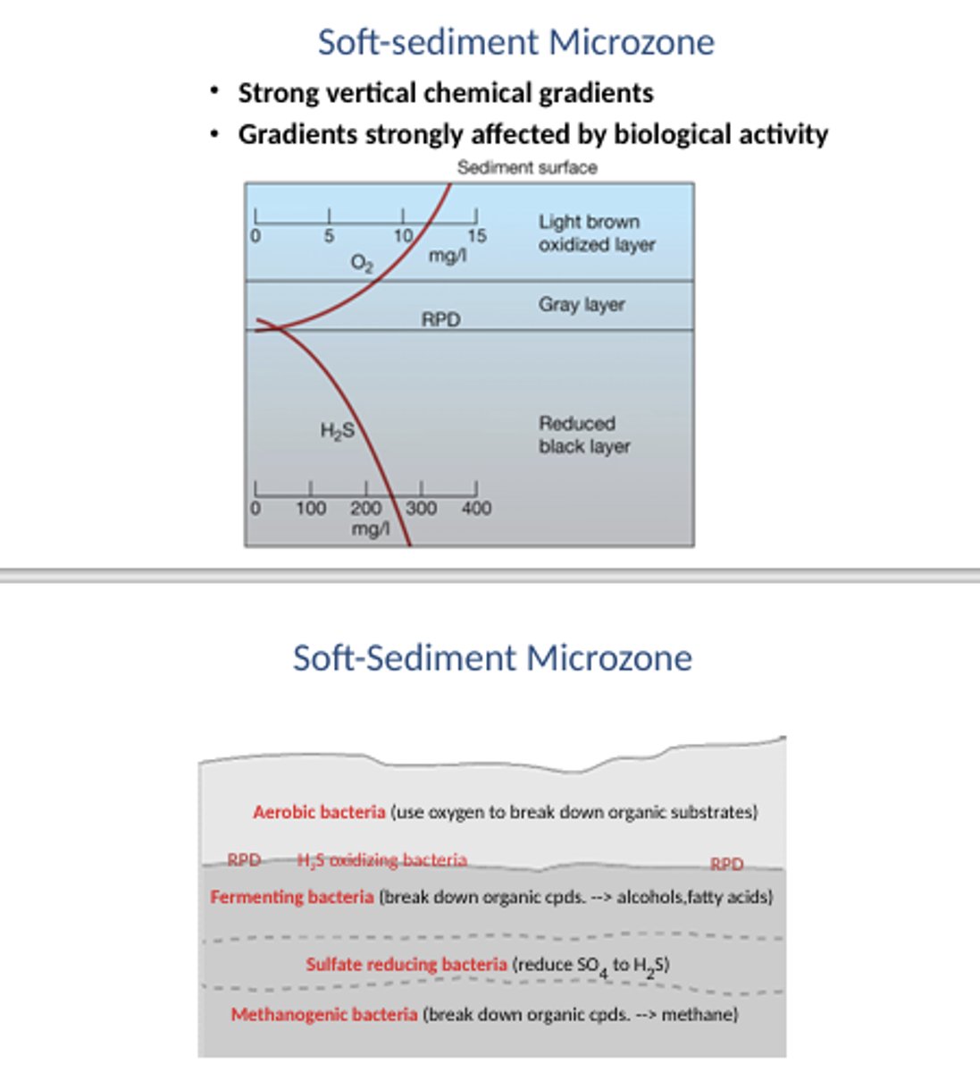 <p>TOP</p><p>- aerobic bacteria</p><p>- fermenting bacteria</p><p>- sulfate reducing bacteria</p><p>- methanogenic bacteria</p>