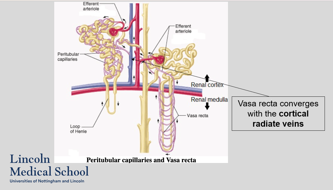 The vasa recta converges with the cortical radiate veins. 