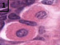 <ul><li><p>produce HCl which decreases the pH of stomach contents</p></li><li><p>produce intrinsic factor required for B12 absorption</p></li></ul><p></p>