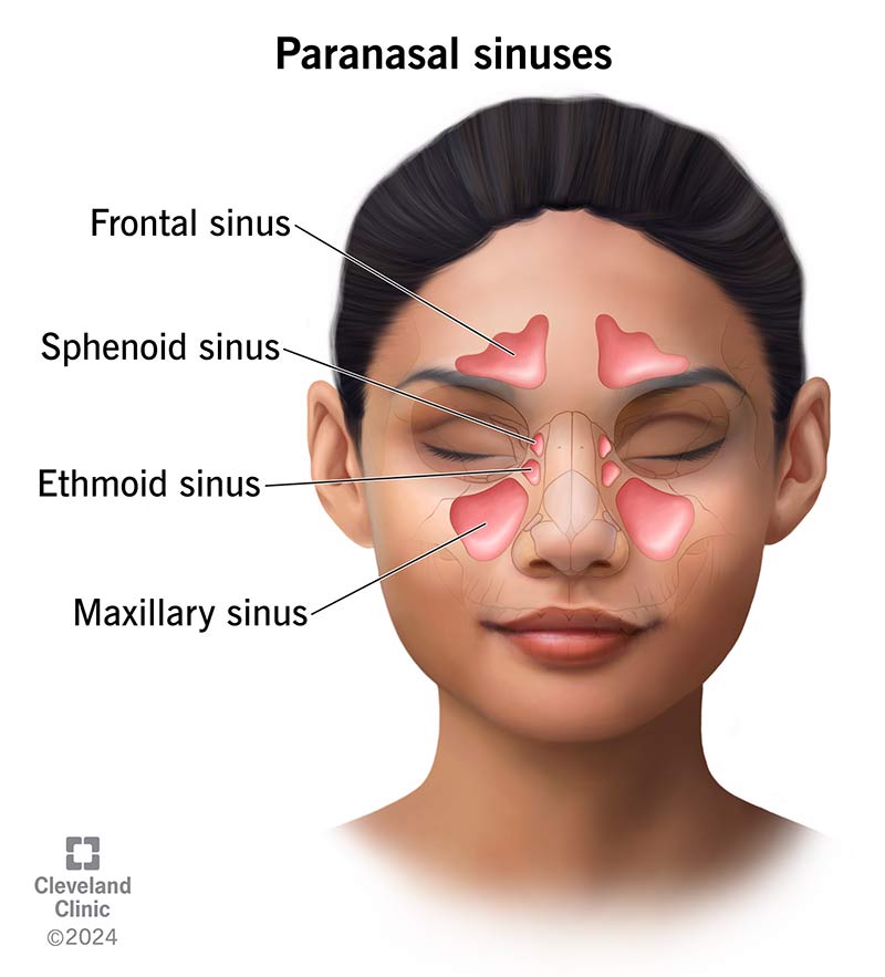 <p>interconnected air-filled pockets; ex. frontal, maxillary, sphenoid sinuses, &amp; ethmoidal air cells</p>