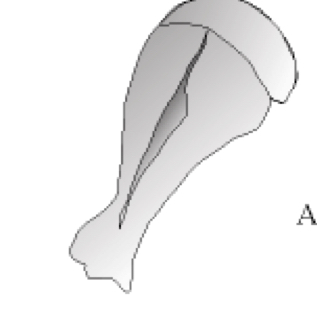 This is the scapula of which animal?