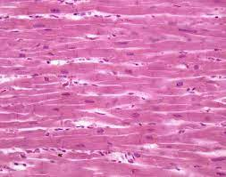 <p>what is Cardiac Muscle Tissue</p>