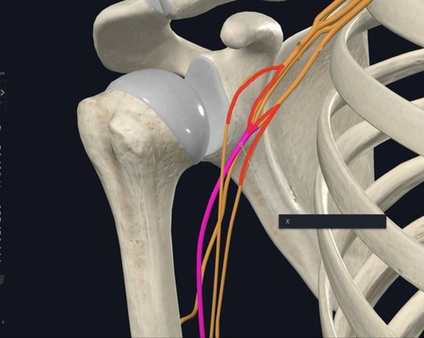 <p>Name the nerve highlighted purple and indicated by the X</p>