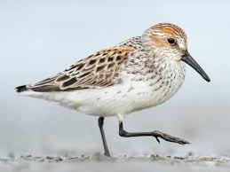 <p><span><span>Calidris mauri </span></span></p>