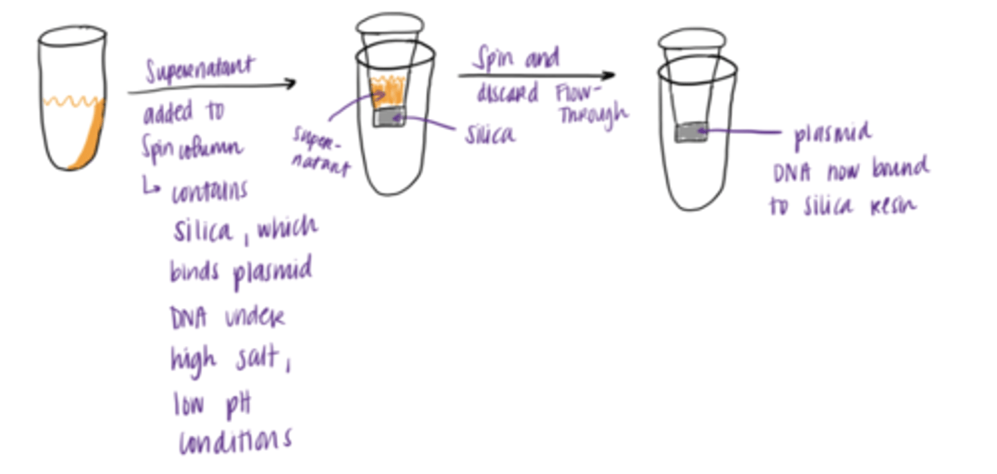 <p>1. supernatant is added to spin column</p><p>-------------------------------</p><p>2. spin and discard flow through</p>