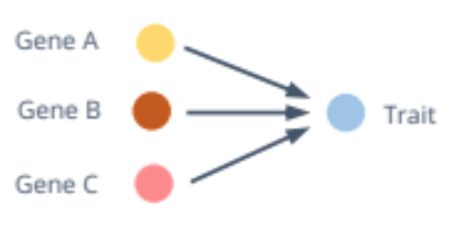 <p>Many genes interact to shape a single phenotype, often with continuous variation (e.g., height)</p>