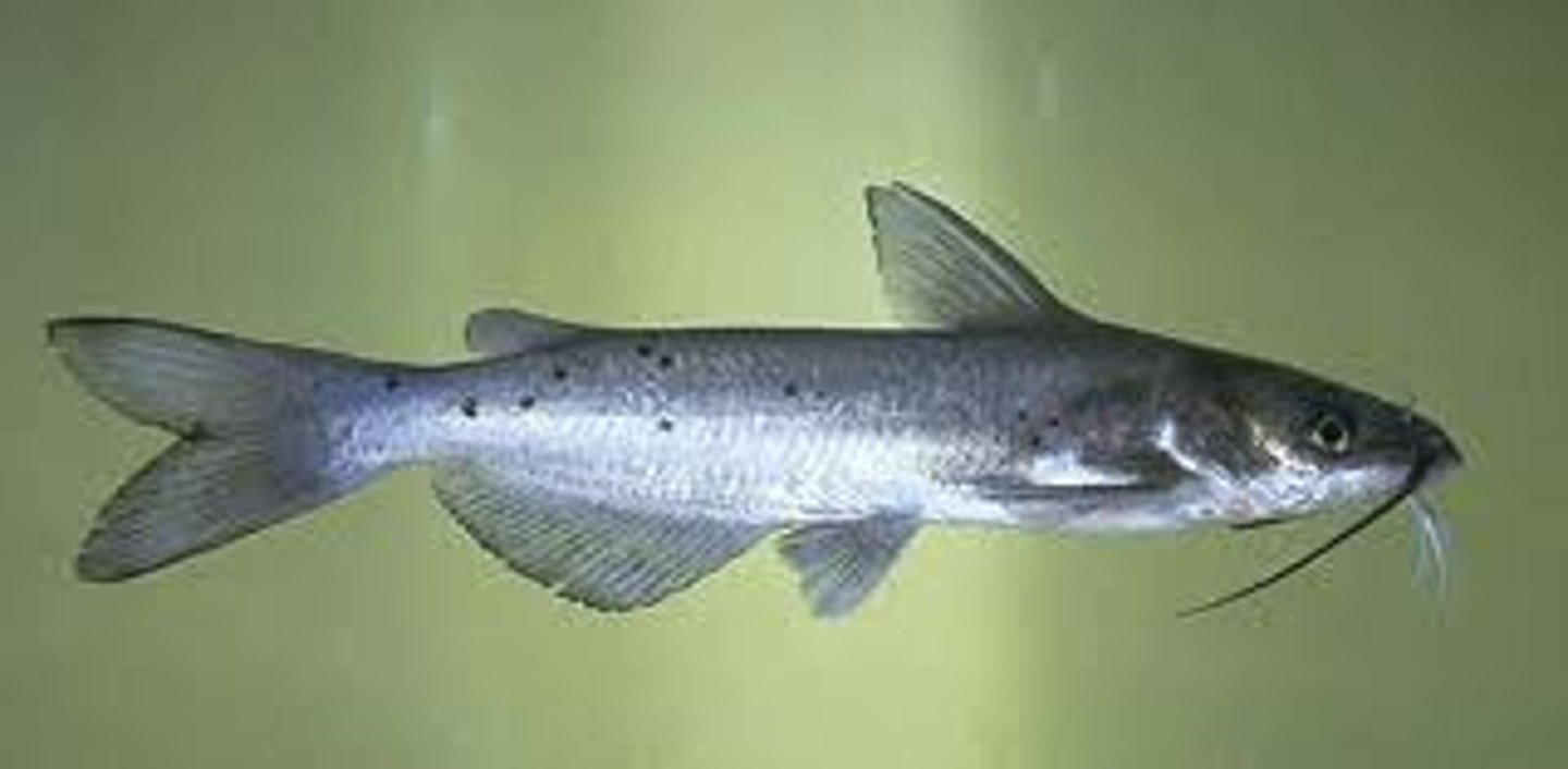 <p>Ictalurus punctatus</p>