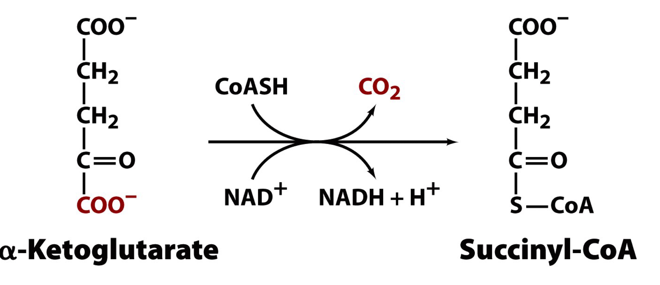 α-ketoglutarate dehydrogenase complex

α-ketoglutarate is an α-keto acid

oxidative decarboxylation of α-ketoglutarate proceeds by a reaction similar to that of the pyruvate dehydrogenase complex (similarity in substrates and products between the two dehydrogenase reactions)

KDH and PDH are very similar enzyme complexes

this is the third metabolically irreversible reaction

the product, succinyl-CoA, is a high energy thioester that participates in a substrate level phosphorylation in the next reaction 