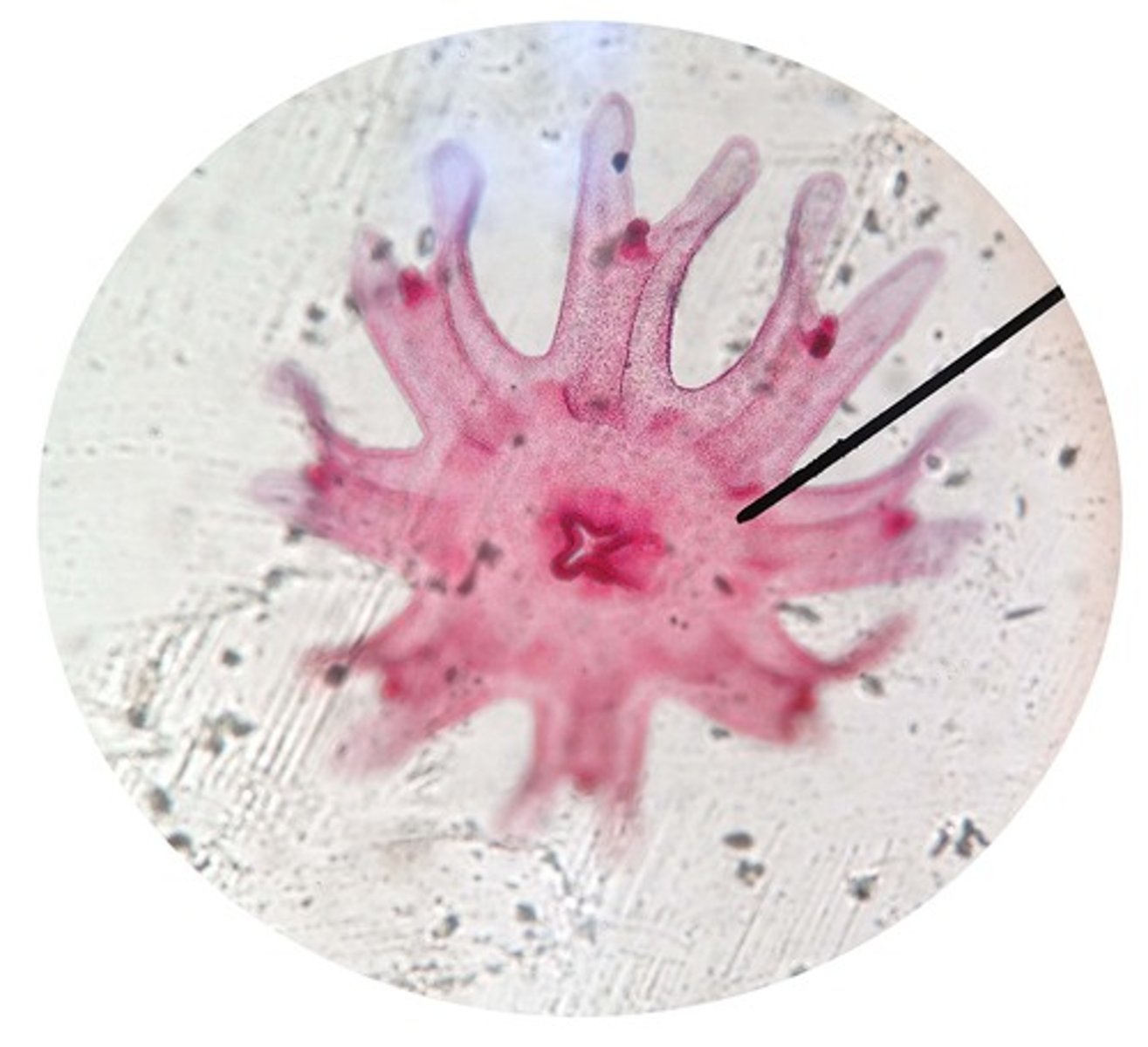 <p>-male and female medusae produce gametes (only haploid stage) from meiosis for fertilization in water<br>-zygote develops into a planula larva that settles to the substrate and forms a scyphistoma (polyp) that produces ephyrae (immature medusae) by budding<br>-medusae separate from polyp and swim away</p>