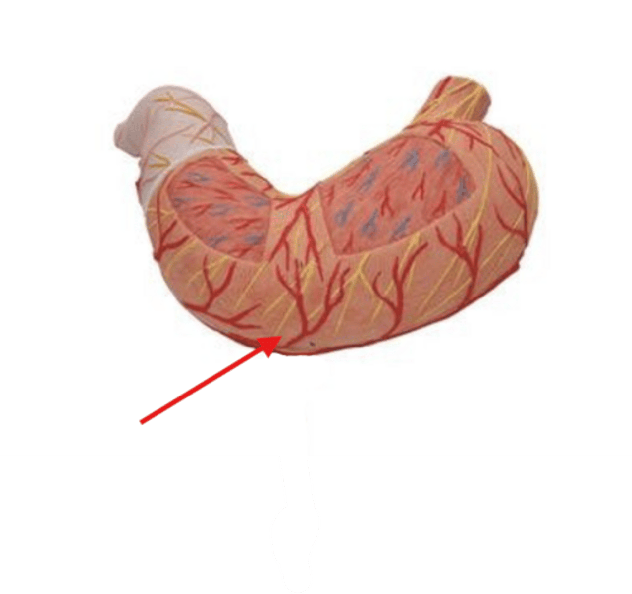 <p>muscle</p>