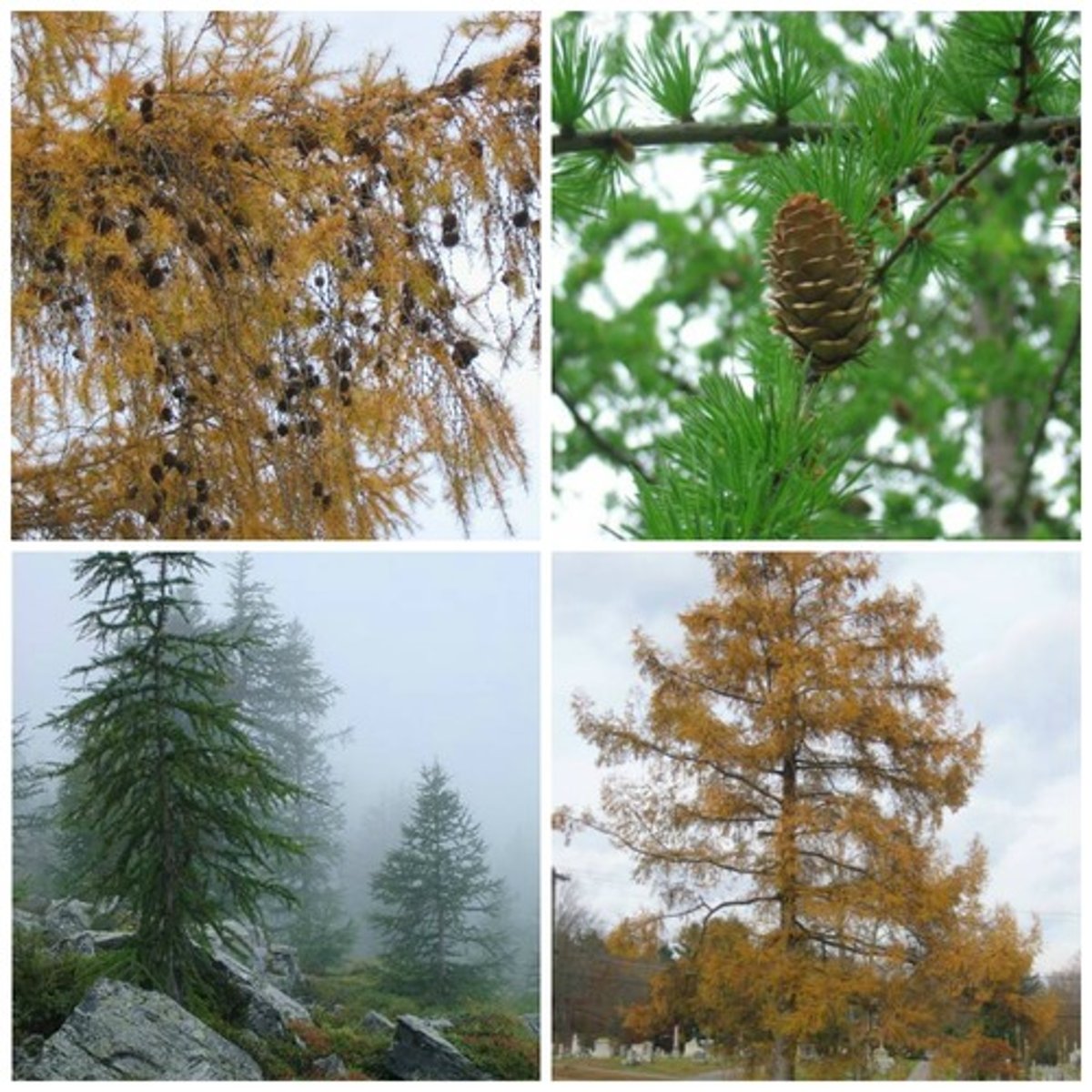 <p>Pinaceae Larix decidua</p>
