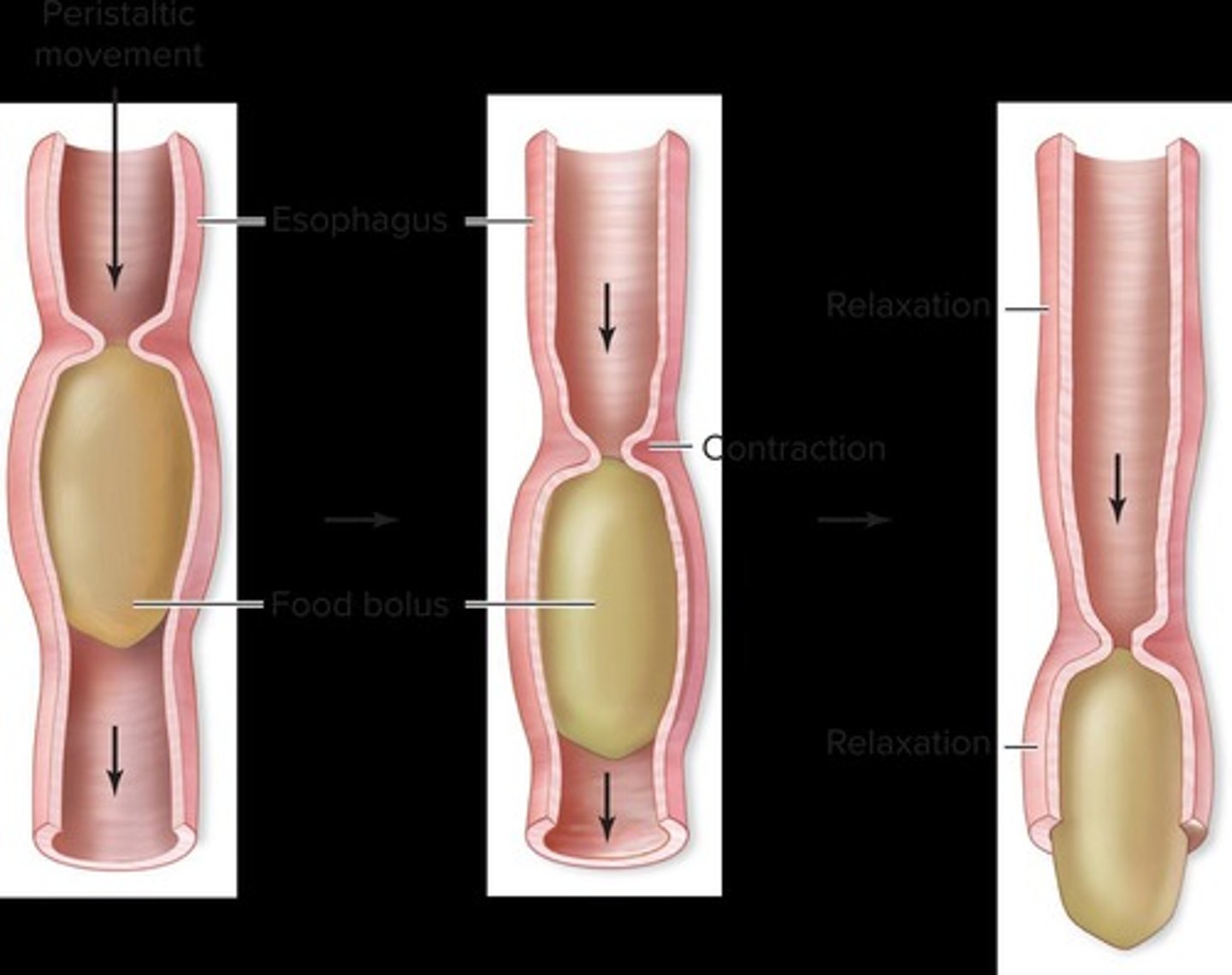 <p>The wave-like muscle contractions that move food through the digestive tract.</p>