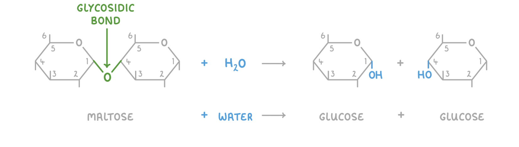 <p><span>When a water molecule (H</span><sub>2</sub><span>O) is added to a disaccharide, the glycosidic bond is broken to release the 2 monosaccharides.</span></p>