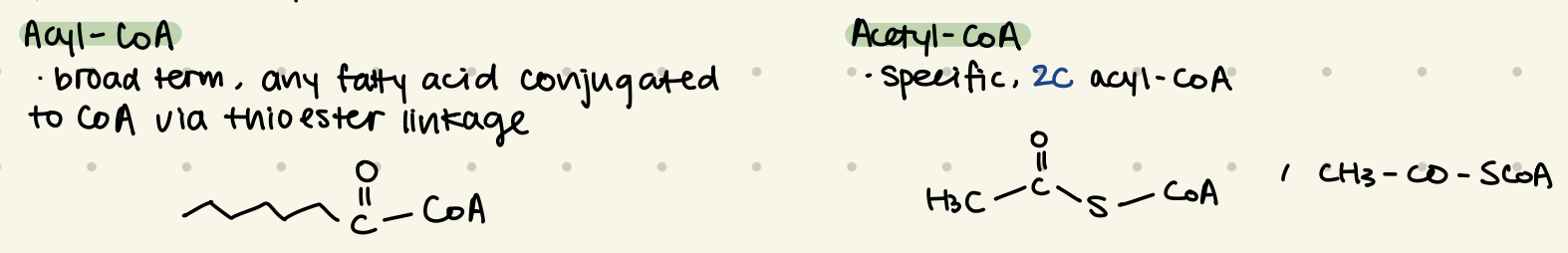 <p><strong>Acyl-CoA:</strong></p><ul><li><p>broad term, any FA conjugated to CoA via thioester linkage</p></li></ul><p><strong>Acetyl-CoA:</strong></p><ul><li><p><u>2C</u> acyl CoA</p></li></ul><p></p>