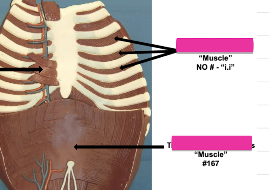 <p>Label muscle No#</p>