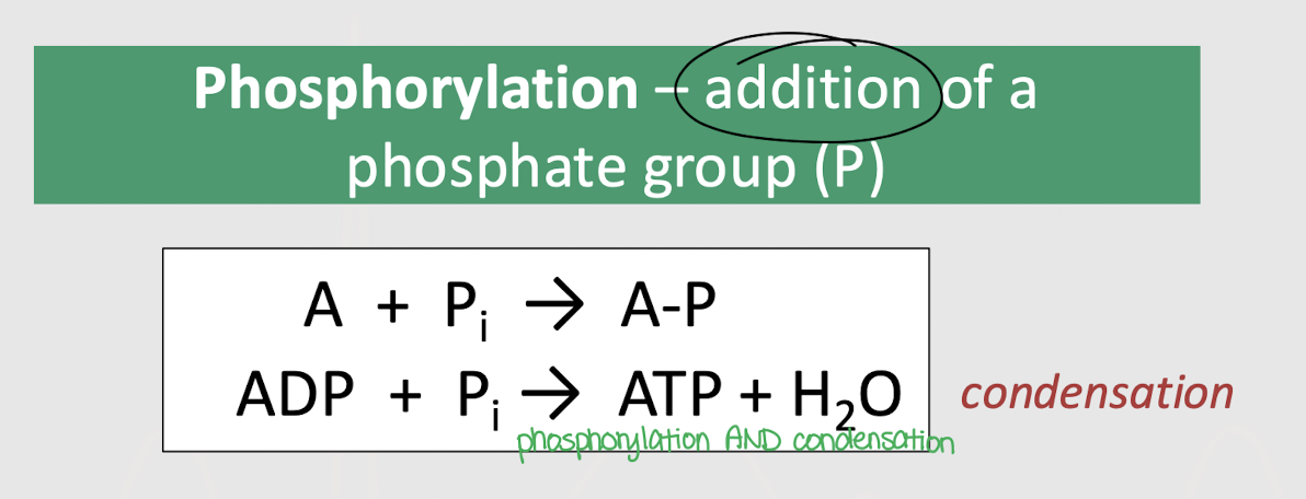 <p>condensation</p>