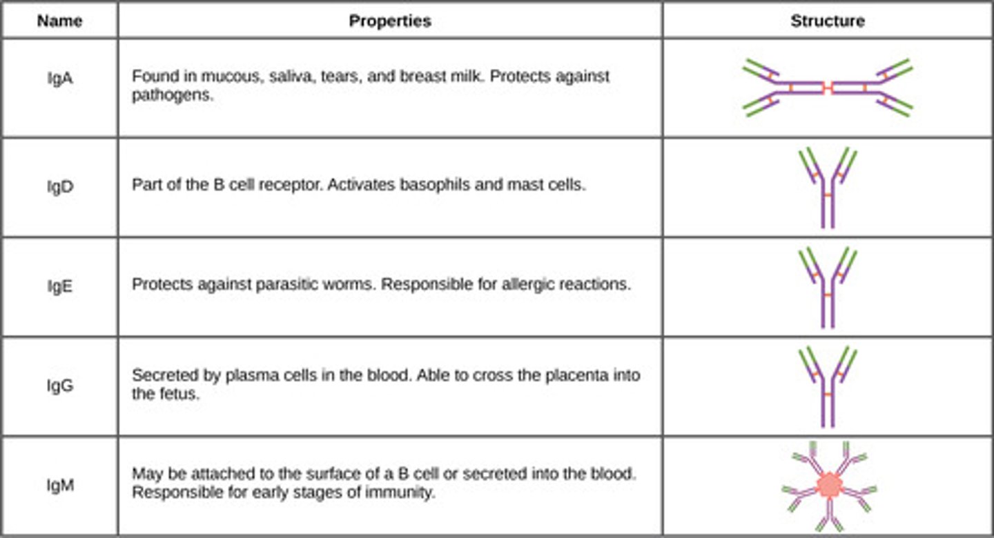 <p>IgA</p><p>is a class of antibody which exists in two forms. One is a four chain monomer , which is present in the blood and other is an eight chain structure or dimer, in the exocrine gland secretions of the mucous membranes including, mucus, tears, and saliva.</p>