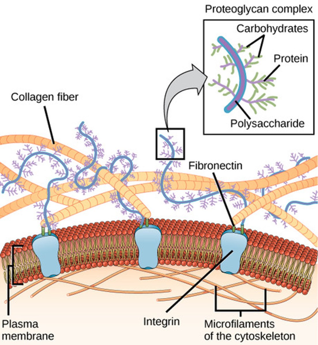 <p>adhesion proteins</p>