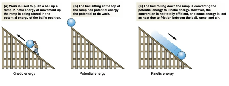<ul><li><p><strong>Kinetic Energy:</strong></p><ul><li><p>Energy of motion</p></li><li><p>Work involves movement </p></li></ul></li><li><p><strong>Potential energy: </strong></p><ul><li><p>Stored energy</p><ul><li><p>In concentration gradients and chemical bonds </p></li></ul></li><li><p>Must be converted to kinetic energy to perform work</p><ul><li><p>Transformation efficiency</p></li></ul></li></ul></li></ul><p></p>