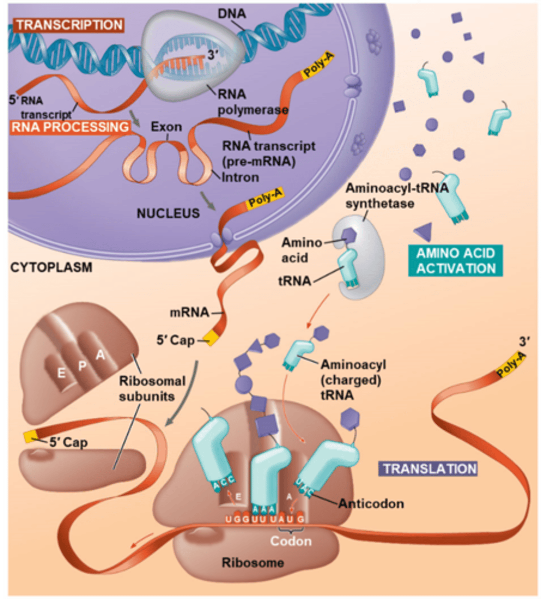 <p>DNA directs protein synthesis through transcription and translation<br>- DNA --&gt; Pre-mRNA (RNA processing) --&gt; mRNA --&gt;Polypeptide</p>