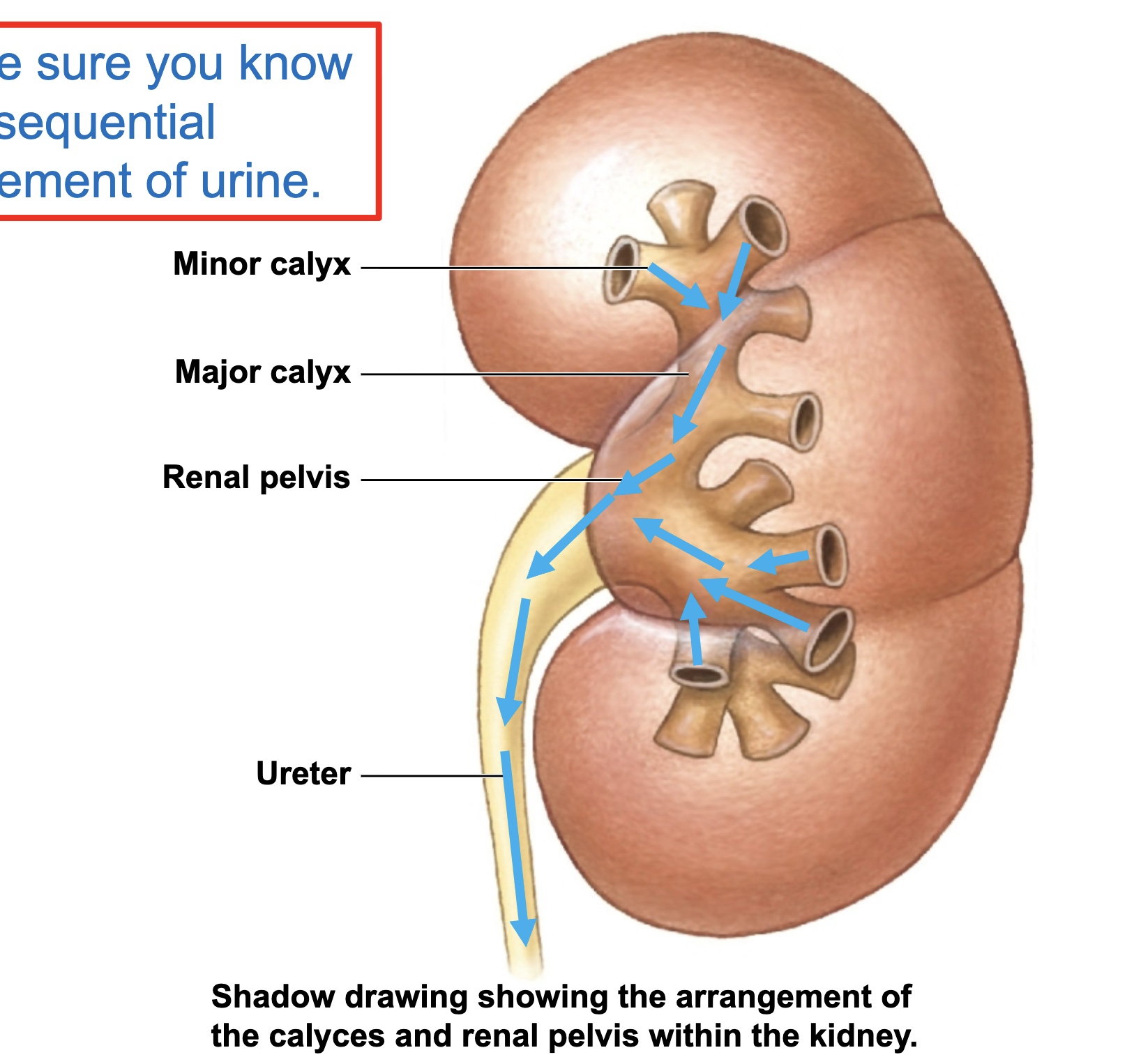 <p>minor calyces —> major calyces —> renal pelvis —> ureter</p>
