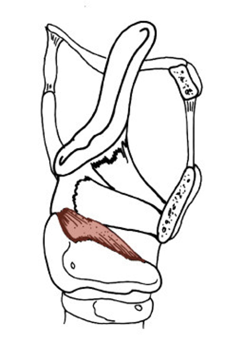 <p>what is the o,i,a,in of the lateral cricoarytenoid?</p>