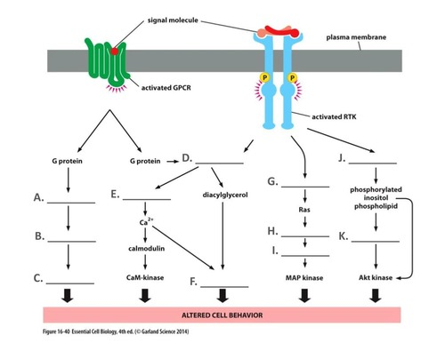 <p><span>H. MAP kinase kinase kinase</span></p>