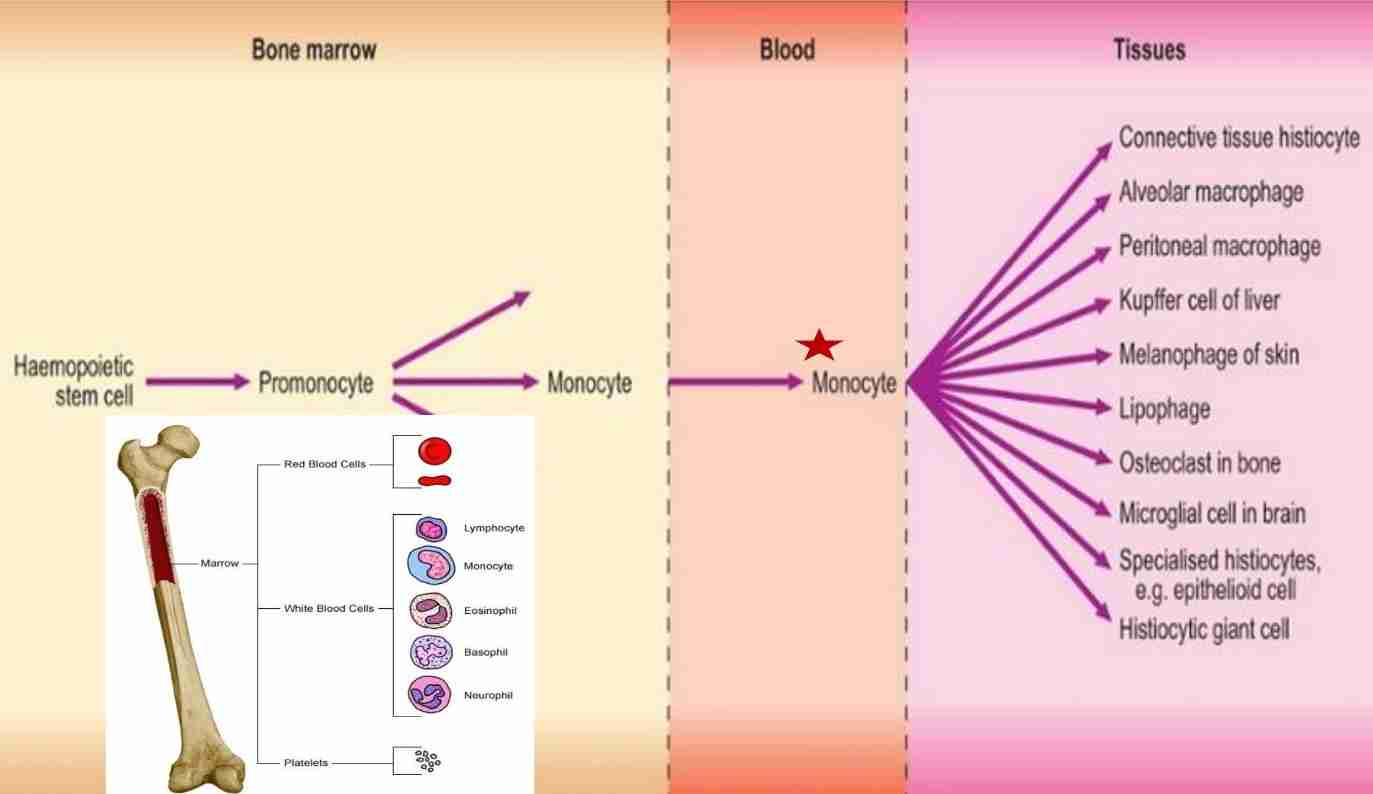 <p>Monocytes </p><ul><li><p>Macrophages in chronic inflammation </p></li><li><p>Products of activated macrophages serve to eliminate injurious agents; microbes &amp; initiate process of repair </p></li><li><p>Other cell types: lymphocytes, plasma cells, eosinophils &amp; mast cells</p></li></ul><p>Lymphocytes </p><ul><li><p>Most prominent inflammatory cells in many viral infection: influenza, mumps, rubella &amp; bacterial infections like whooping cough &amp; tuberculosis </p></li><li><p>Chronic inflammation </p></li></ul><p>Plasma cell</p><ul><li><p>Associated with antibody synthesis </p></li><li><p>Derived from B lymphocytes </p></li><li><p>Chronic inflammation </p></li></ul>