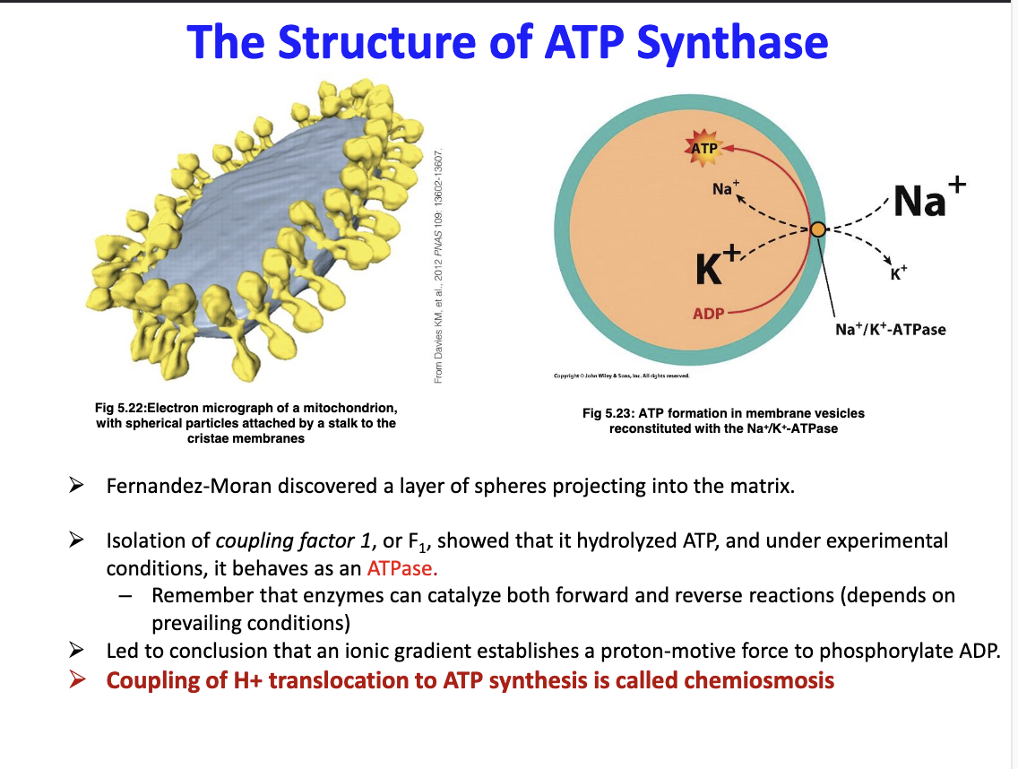 <p>The coupling of H+ translocation to ATP synthase</p>