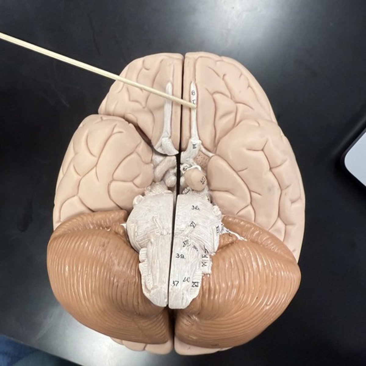 <p>What is this structure?</p>