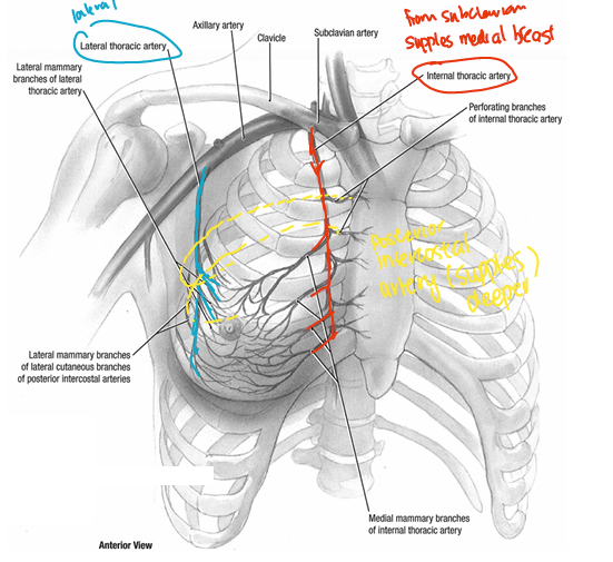 <p>Medial mammary branch = internal thoracic artery (from subclavian branch)</p><p></p><p>Lateral mammary branch:<br>- lateral thoracic artery (lateral aspect) (from axillary branch)<br>- posterior intercostal arteries (supplies deep/post)<br><br>*TLDR therefore 3 ways to metastasize</p>