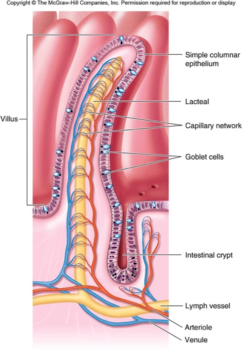 Parts of the villi