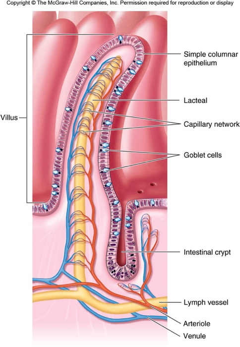 <p>Parts of the villi</p>