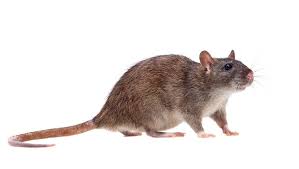 Norway / Urban rat

Largest of common rats

gray, brown or black dorsum uniform gray or black venter

Bicolored tail 

Blunt snout; small eyes