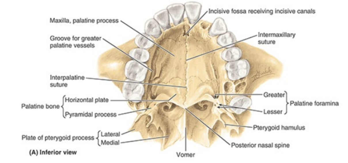 knowt flashcard image