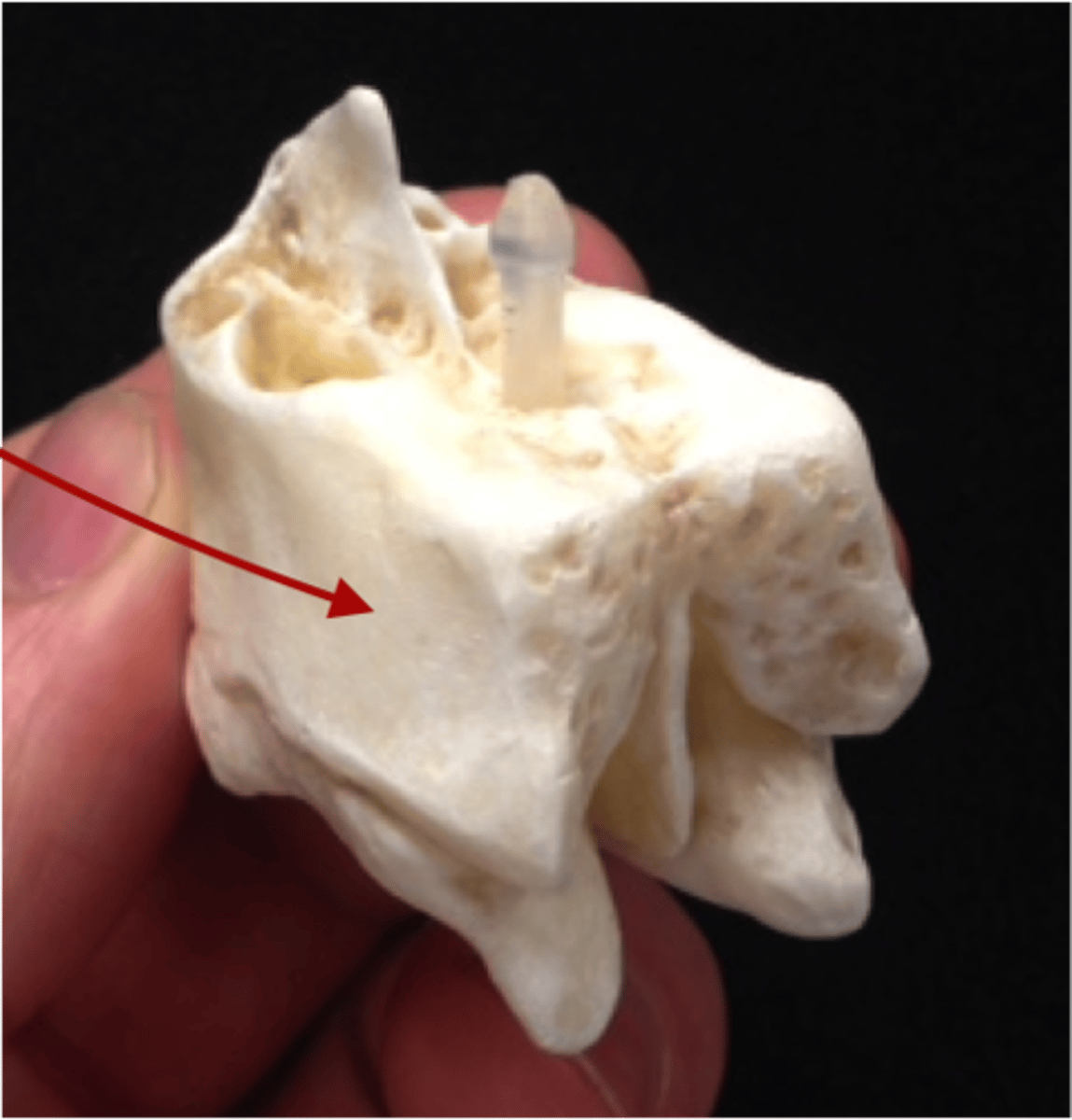 <p>structure</p><p>outside walls with smooth surface of ethmoid bone</p>