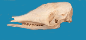 <p>Order? Family? Genus? Species? Common Name? </p>