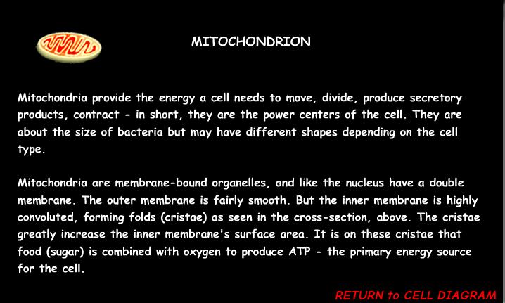 <p><span><span>An organelle containing enzymes responsible for producing energy. (Metabolism/respiration)</span></span></p>