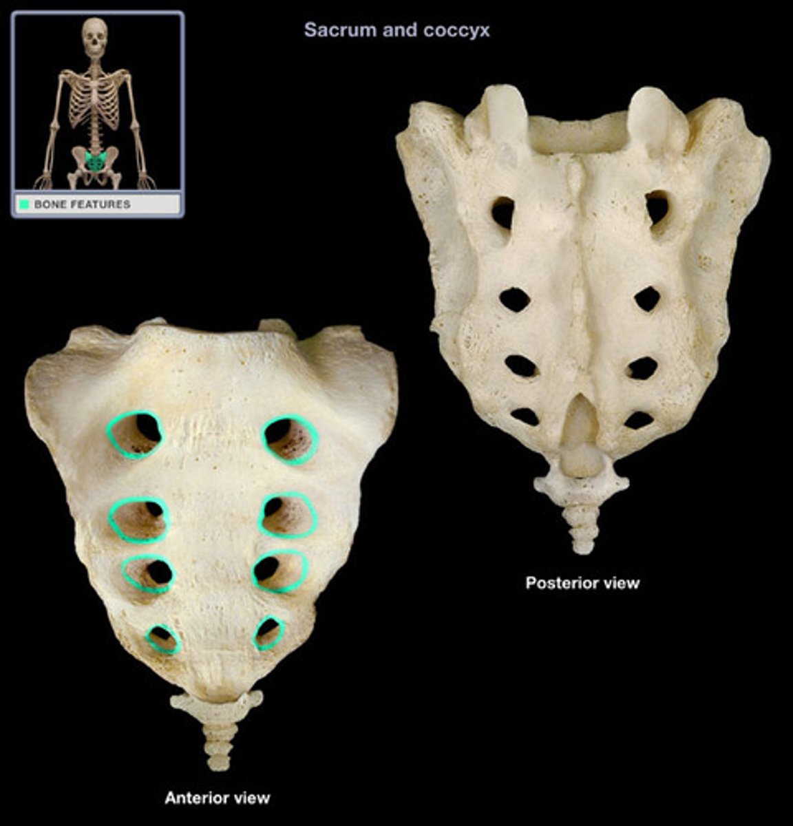 <p>holes in sacrum for passage of blood vessels and nerves (S1-S4)</p><p>4 pairs anteriorly</p><p>4 pairs posteriorly</p>