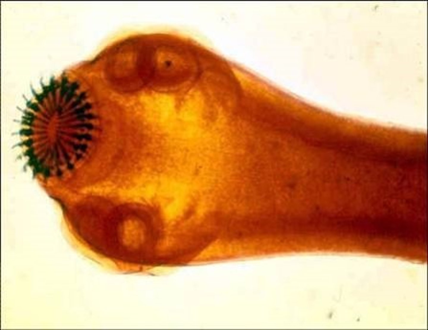 <p>lintwormen</p>