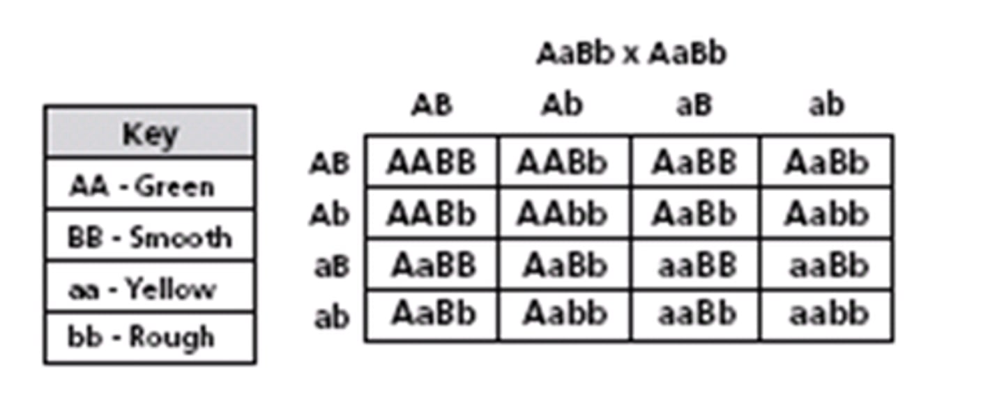 <p>Finding the possible phenotypic ratio for offsprings</p>