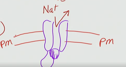 <p>As the cell depolarizes, at the peak inactivation gates are closing the channel pore = “inactivation state”</p>