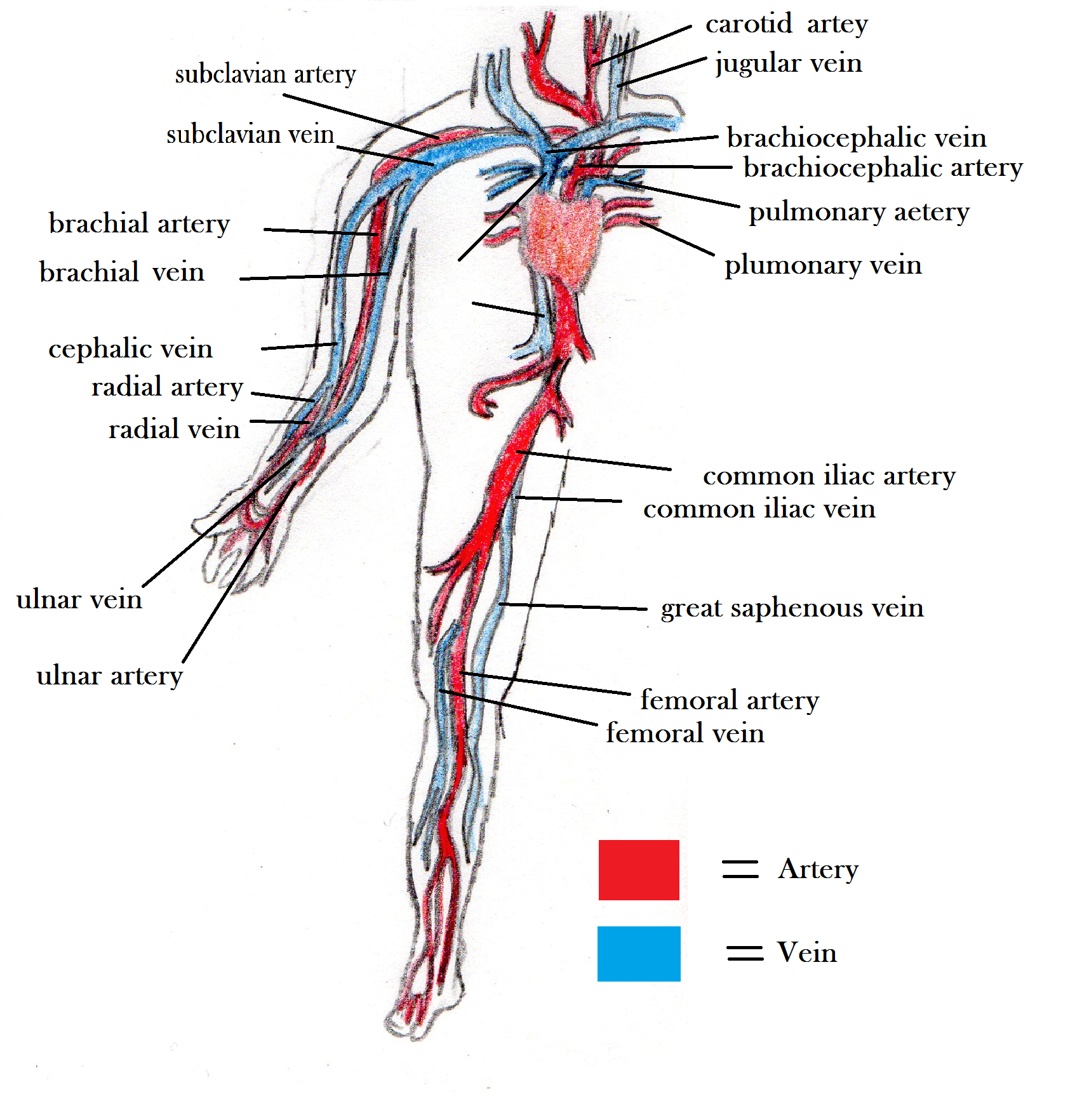 <p>define arteries</p>