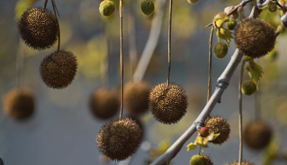 <p>globose, long peduncle, textured, light brown</p>