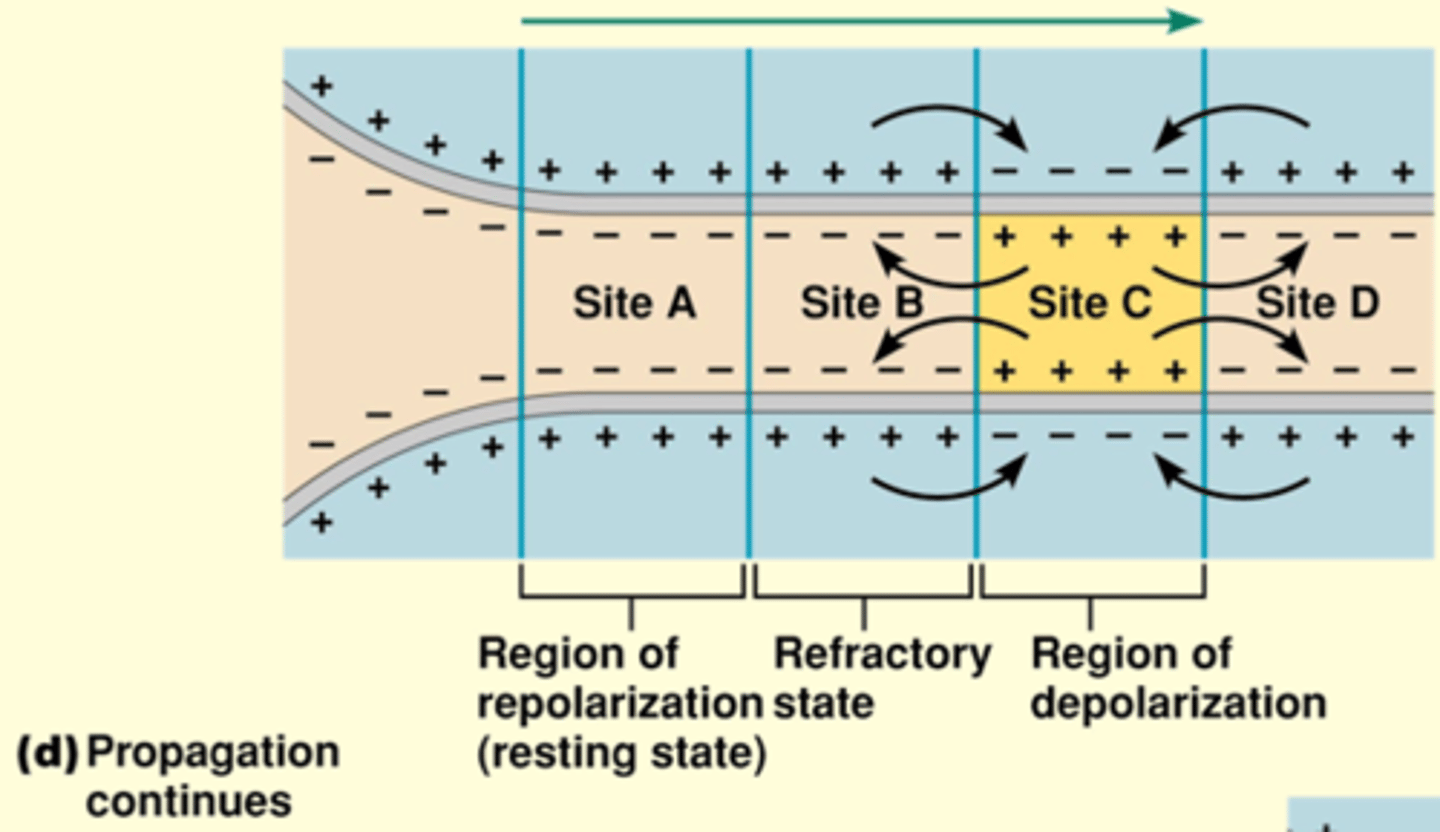 <p>Not moving backwards bc these voltage gated are closed - refractory</p><p>Depolarization of adjacent regions continues until the action potential has been propagated all the way to the axon terminal</p>