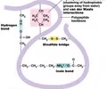 <p><span>Bonds dependent on R group</span><br><span>- Covalent bond on disulfide bridge (S-S) (strong)</span><br><span>- Ionic bond - attraction between acidic (-) and basic (+) amino acids (weak)</span><br><span>- Hydrogen bonds ( OH---H)</span></p>